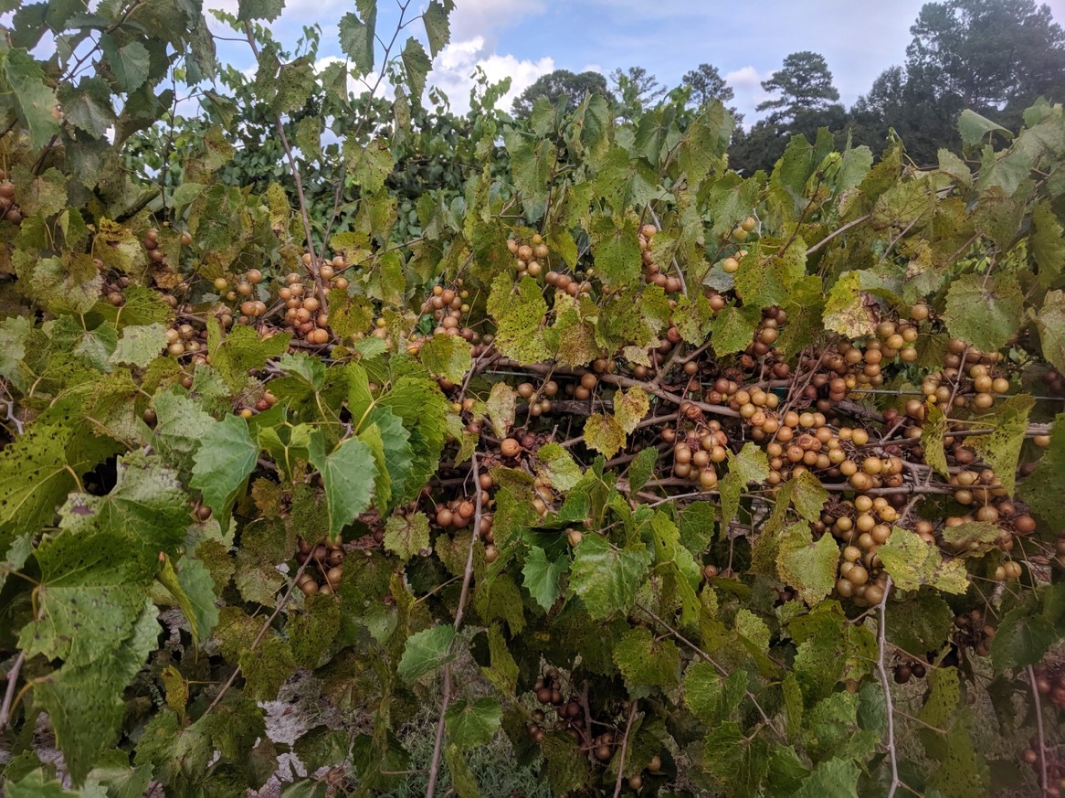 The Muscadine Industry in North Carolina A Discussion with North