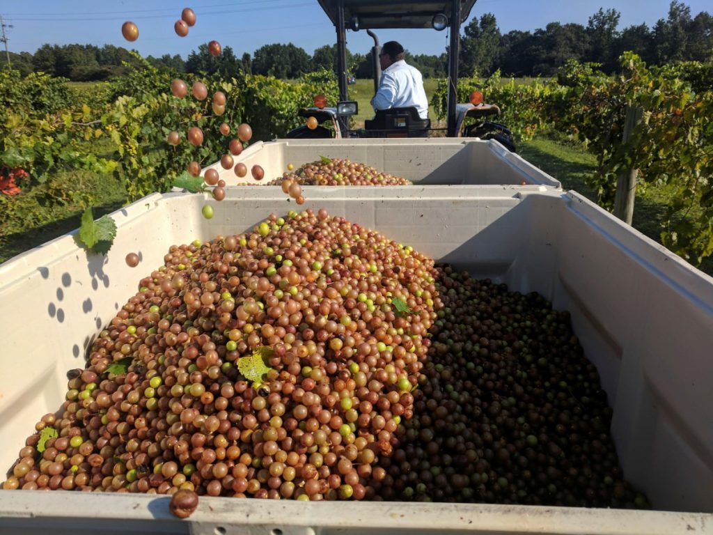 Fruits  NC State Extension