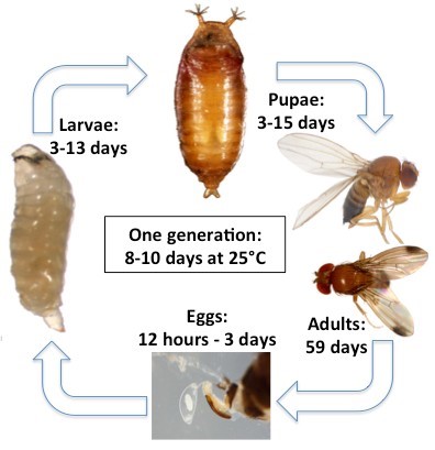 Fruit Fly  Identify Your Pest with Insects Limited — Insects Limited