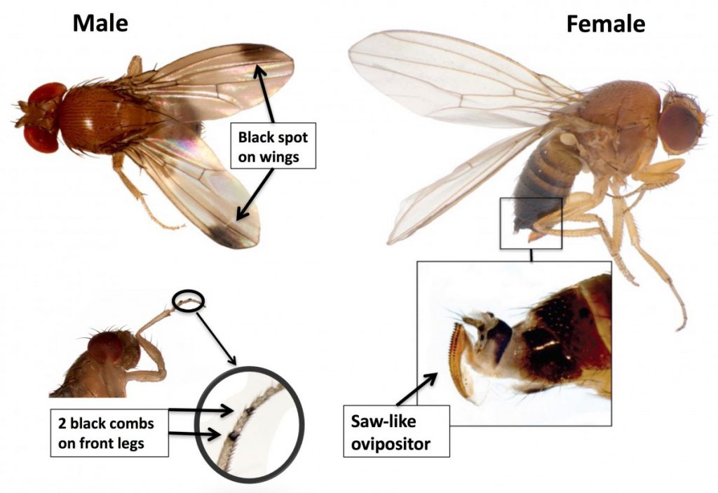 Spotted wing store drosophila