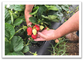 A person holding a plant in a garden

Description automatically generated