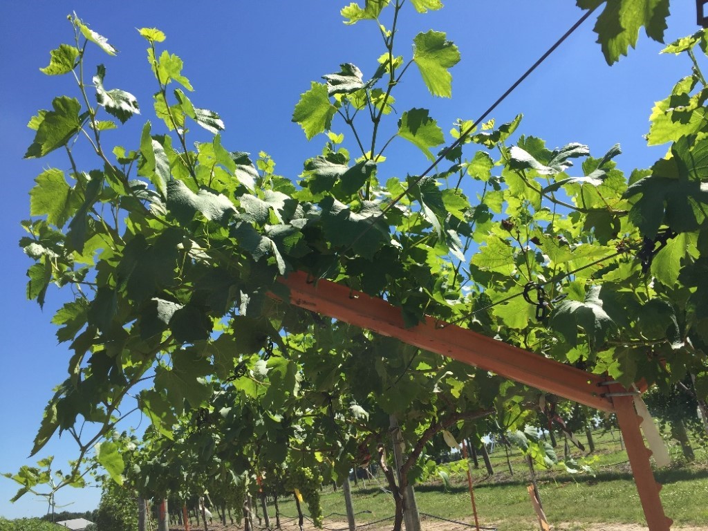 Big news: new genetic evidence shows that the grapevine was domesticated in  two locations, and 3000 years earlier than previously thought –