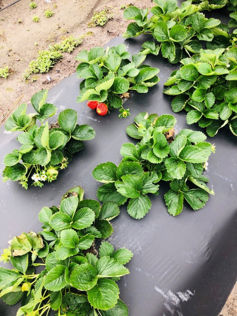 Management of Gray Mold in Strawberries - Alabama Cooperative Extension  System