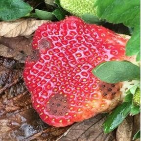 Management of Gray Mold in Strawberries - Alabama Cooperative Extension  System