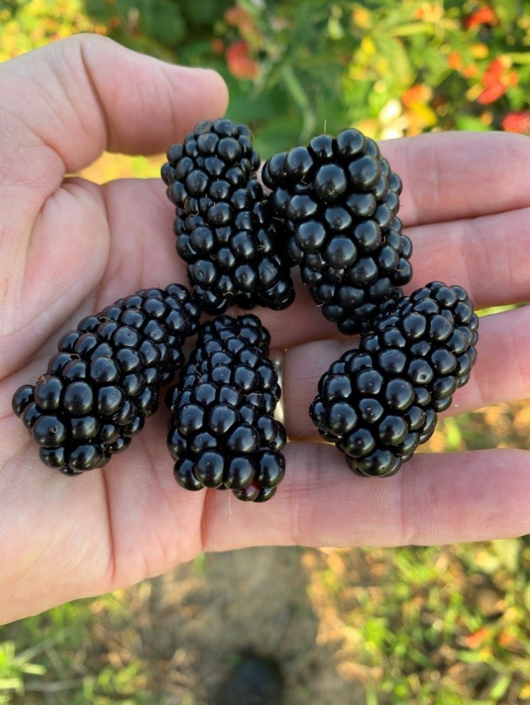 prime ark blackberry varieties