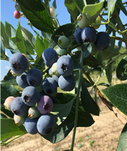 Blueberries