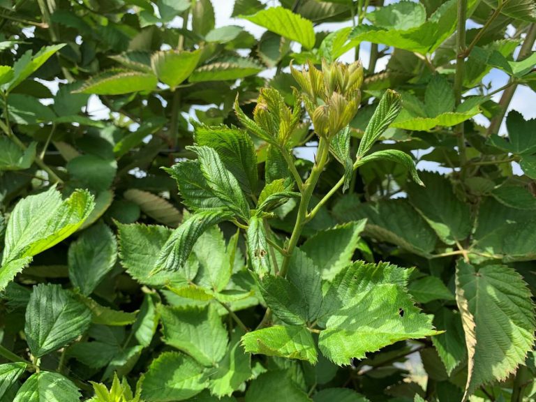 Managing Broad Mite in Southeastern Caneberry Plantings Southern