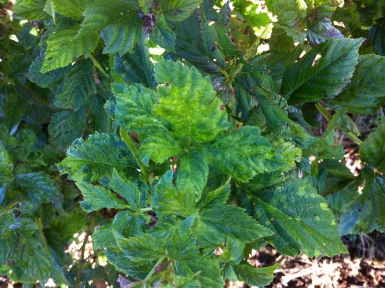 Blackberry Yellow Vein Disease Southern Region Small Fruit Consortium
