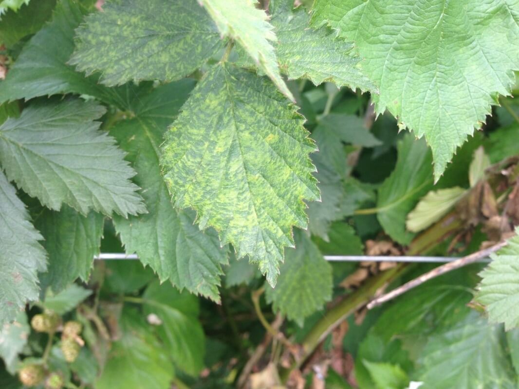 Blackberry Yellow Vein Disease Southern Region Small Fruit Consortium