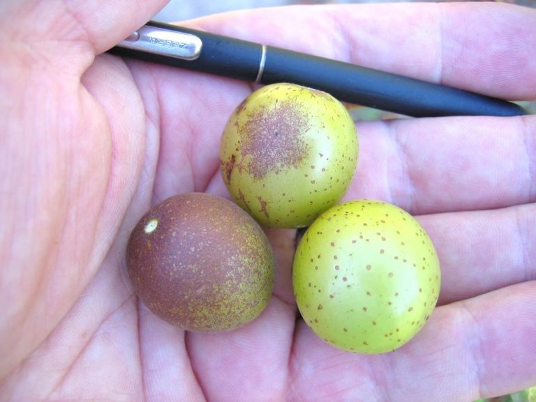 New information on fungicide options for diseases of muscadine grapes ...