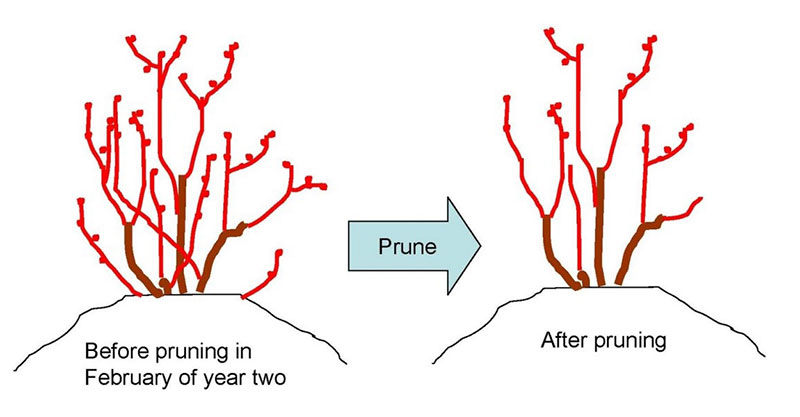 Pruning Blueberries | What’s the Dirt