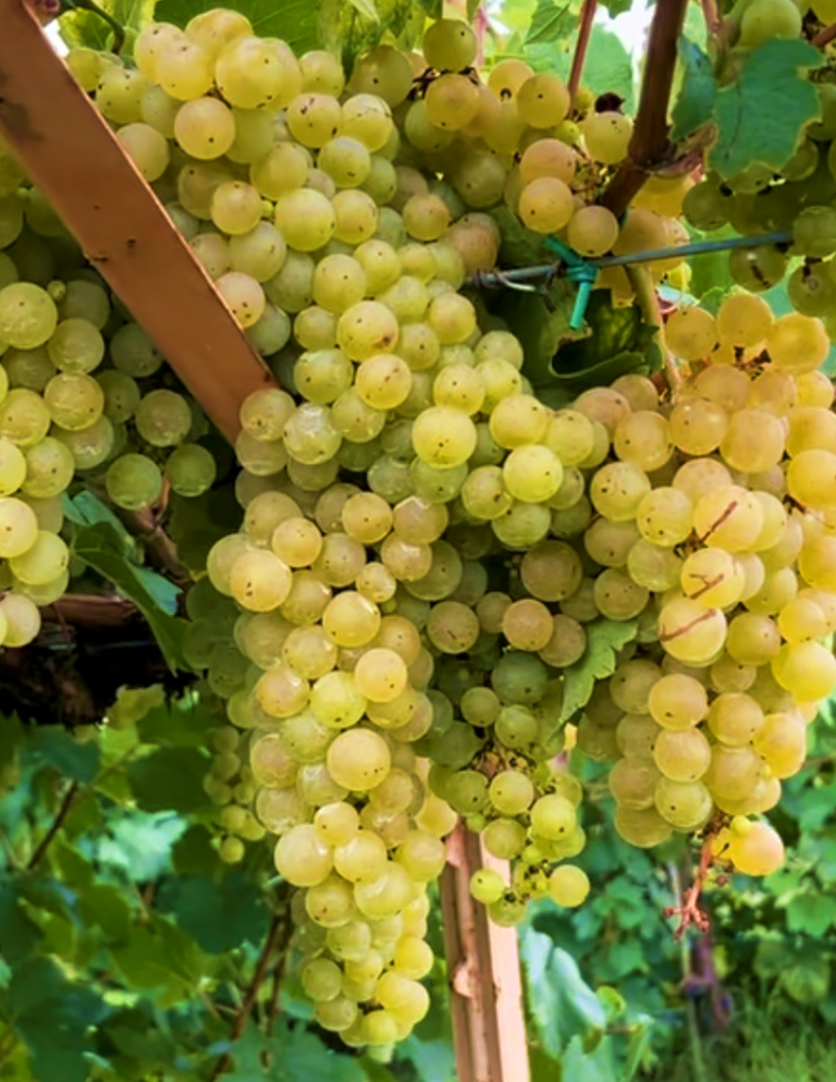 Investigating the Potential of Disease Resistant Vitis vinifera