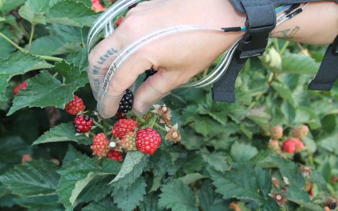 Hand with sensors harvesting a ripe blackberry