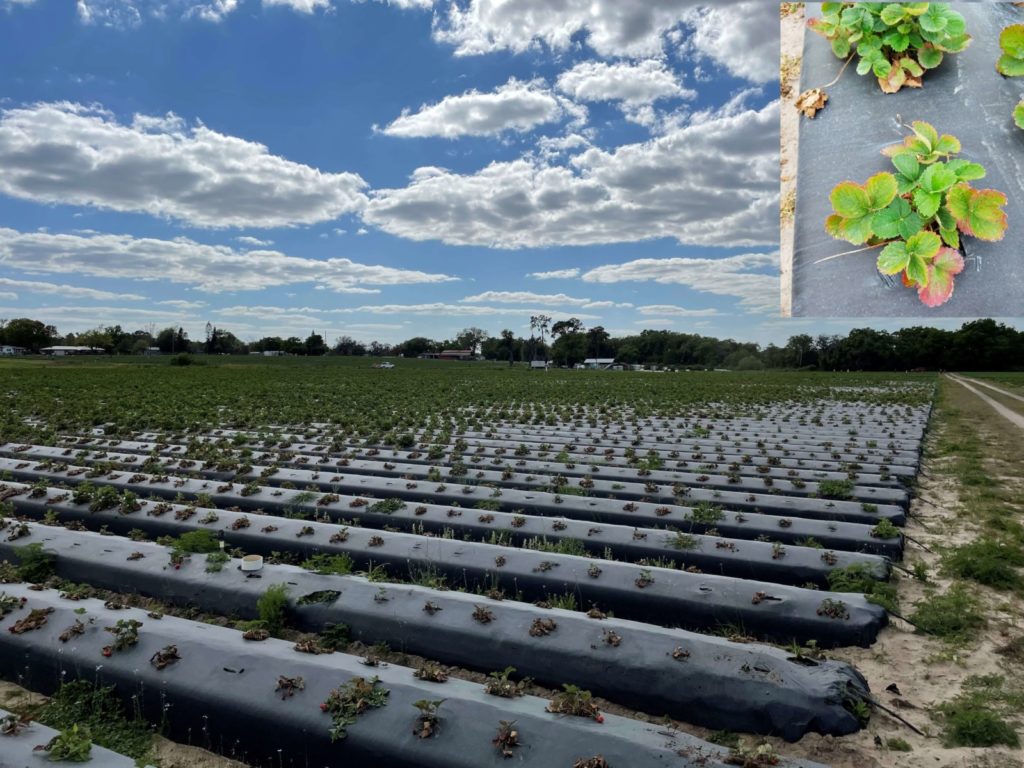 Recognizing and Managing Nematode Damage in Strawberries