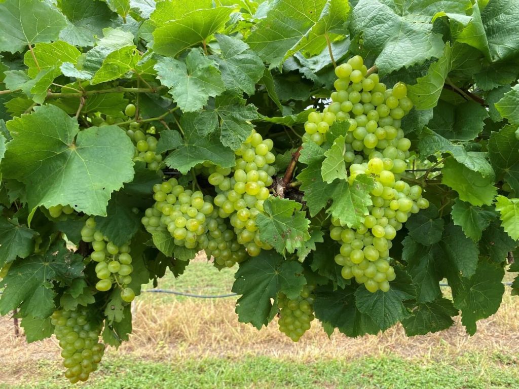 Interlaken Seedless Green Table Grape Vine buy online plants and