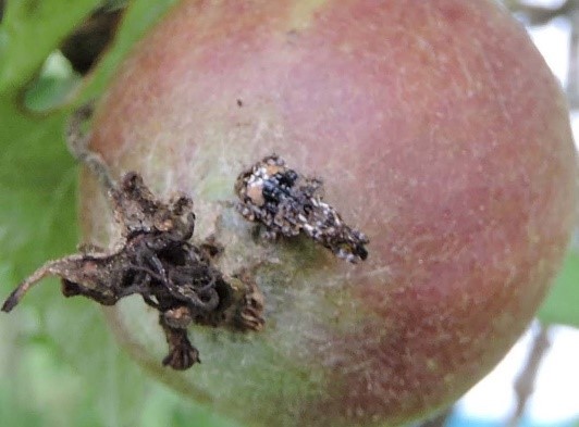 Adult plum curculio