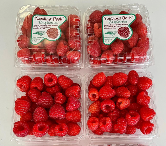 Utilizing the long-cane system, growers can put raspberries on the table alongside blackberries, blueberries and strawberries. Photo courtesy of Lewis Nursery. 