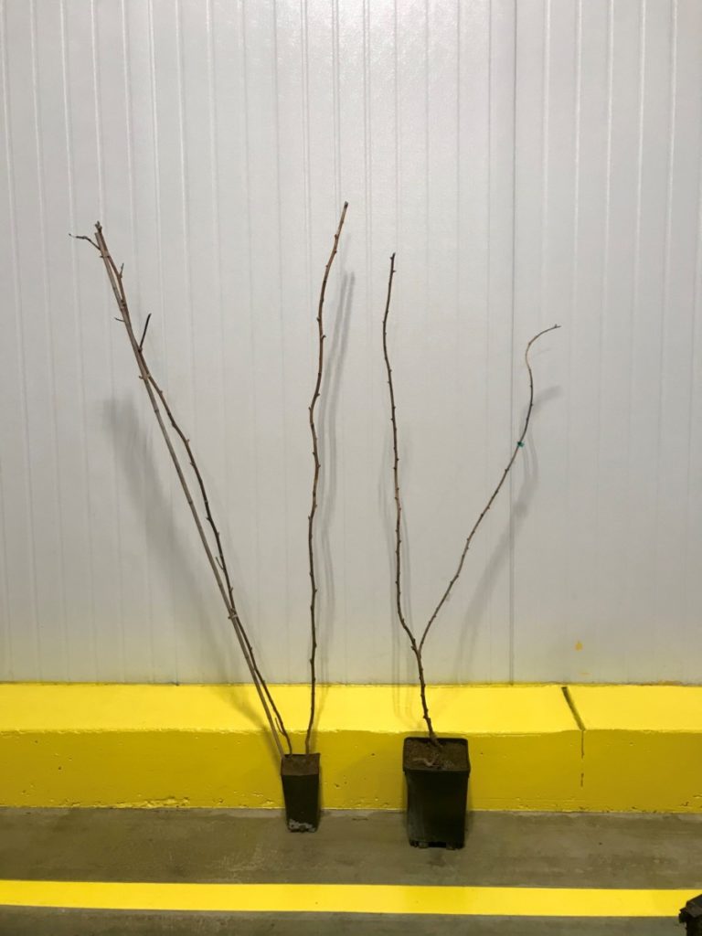 Dormant raspberry long canes. Photo credit: Lisa Rayburn