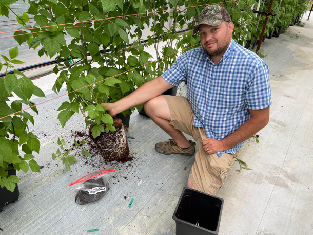 James Hewitt with Lewis Nursery inspects the root growth of a raspberry long-cane plant. Photo credit: Lisa Rayburn