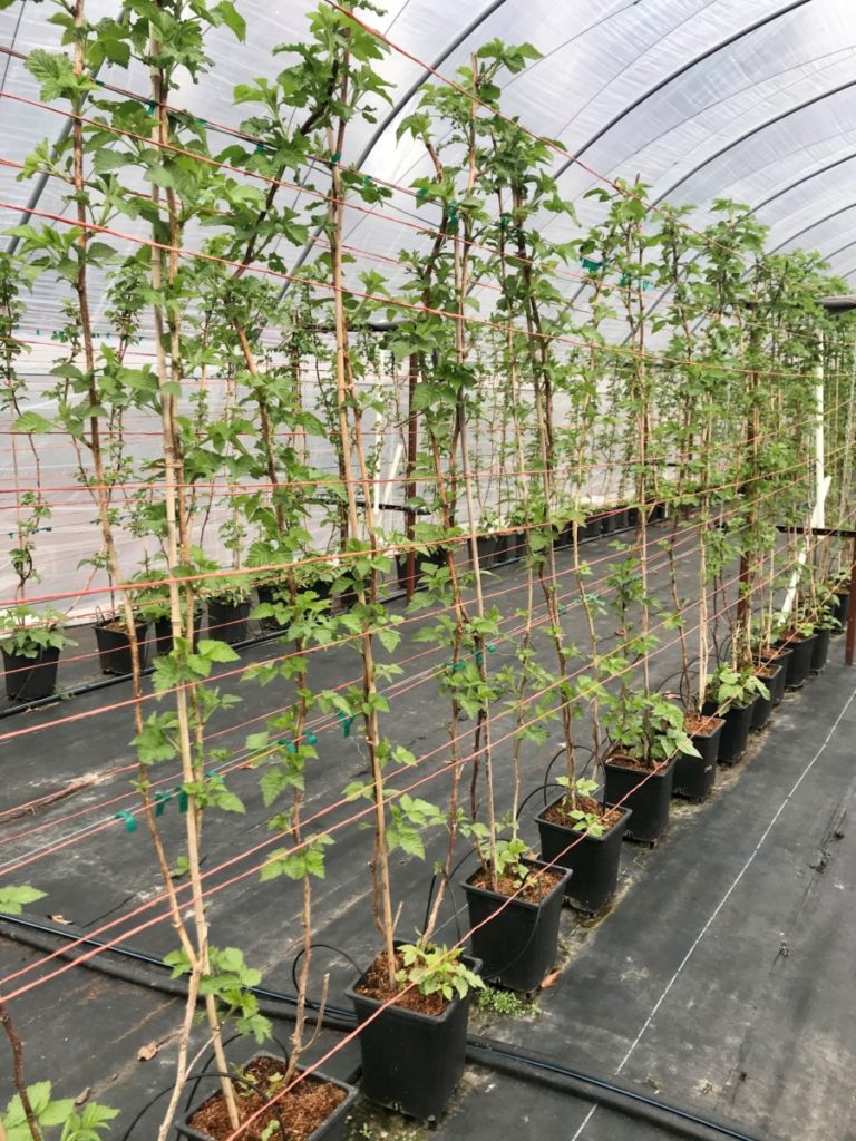 Long-cane raspberries showing early season growth. Photo credit: Lisa Rayburn 