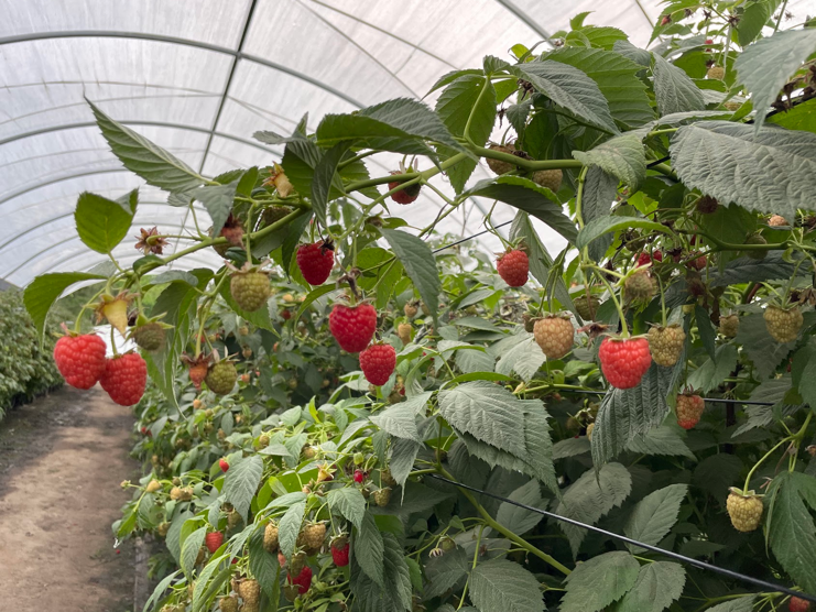 Raspberries ready to harvest. Photo credit: Lisa Rayburn 