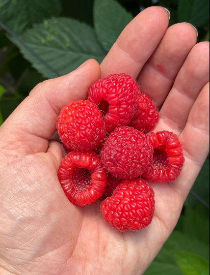 Ripe raspberries ready to be enjoyed. Photo credit: Lisa Rayburn