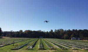 Drone Monitoring a strawberry field