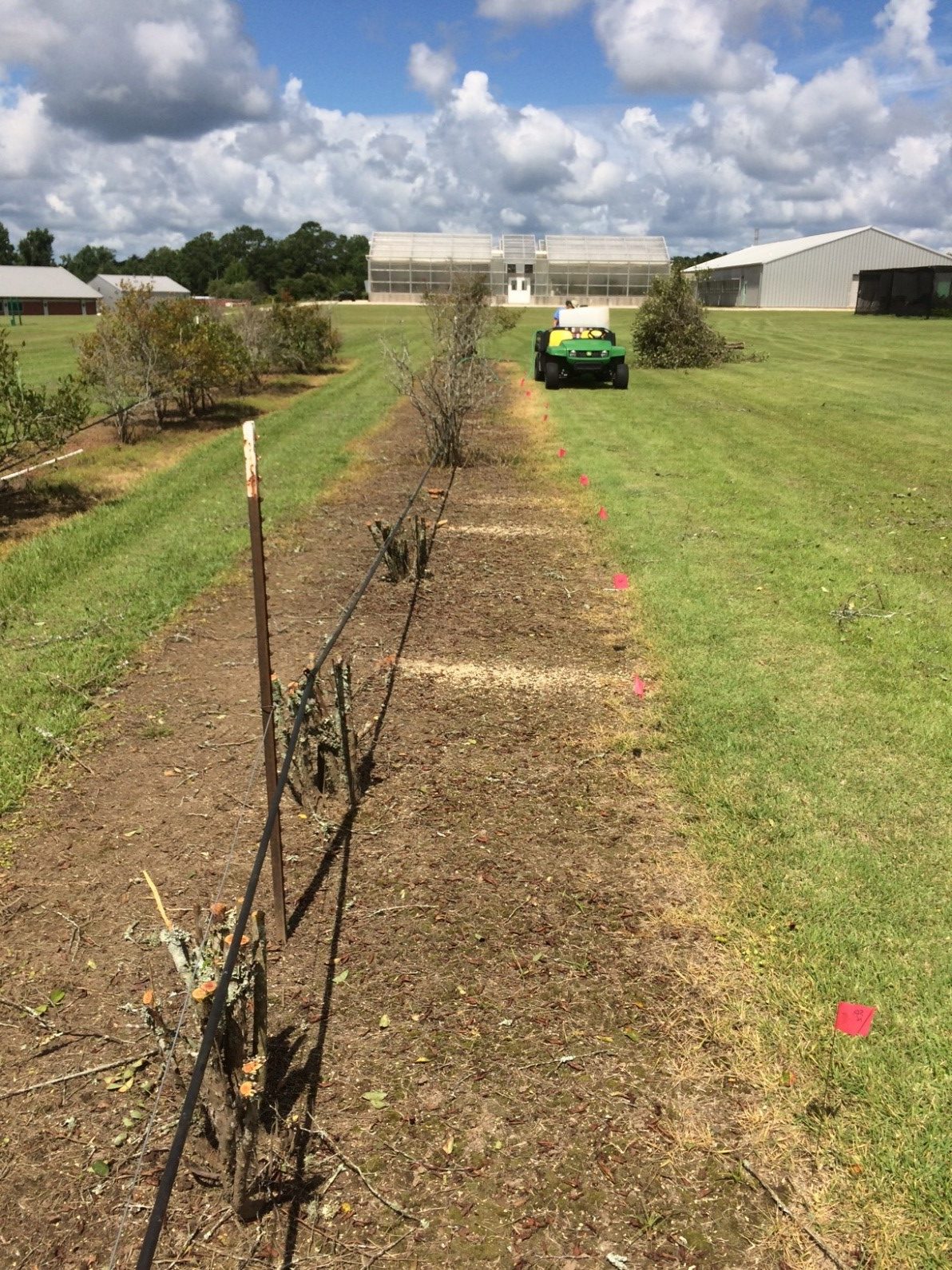 Comparing Methods of Renovating Rabbiteye Blueberry Bushes Southern