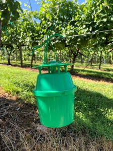 Figure 3. An example of a bucket trap used to monitor grape root borer adult males 