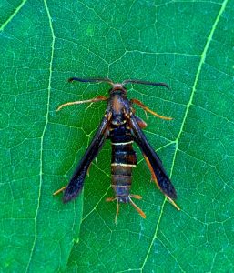 Figure 1. Grape root borer adult male on grape leaf.