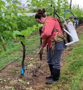 Figure 2. Example nematodes being applied to the base of a vine with a backpack sprayer.