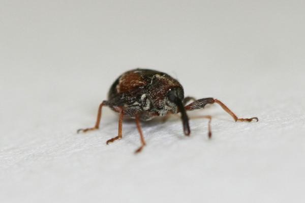 Adult strawberry bud weevil