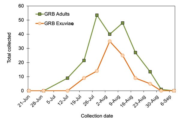 Figure 4. Activity of adult grape root borers collected in traps (green line) and exuviae (orange line) during the 2021 field season.

