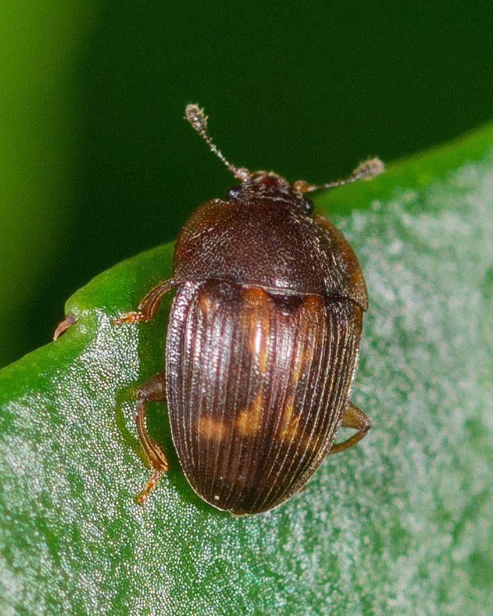 Beetle Antenna