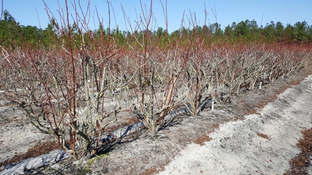 Older blueberry bushes 2 weeks after treatment (WAT) in winter in Rocky Point, NC in 2020.