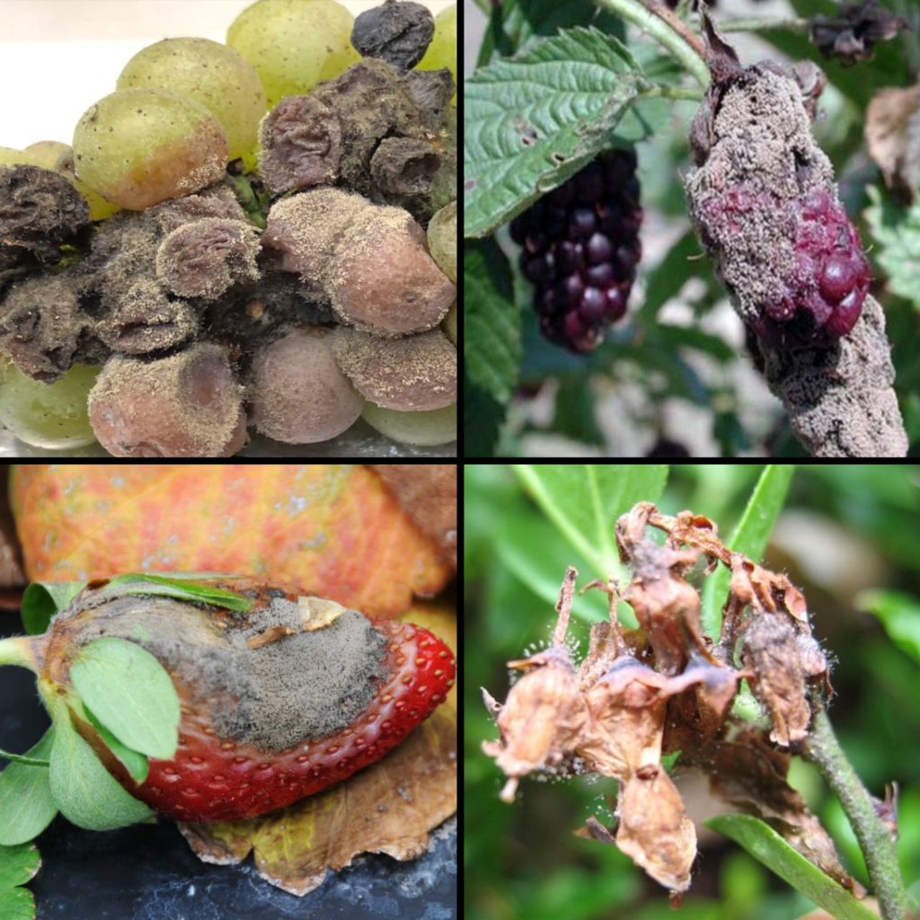 Botrytis Fruit Rot / Gray Mold on Strawberry