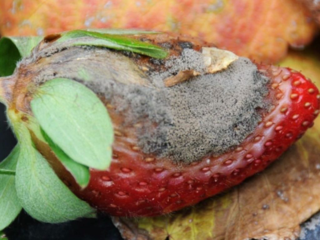 Blueberries | Southern Region Small Fruit Consortium