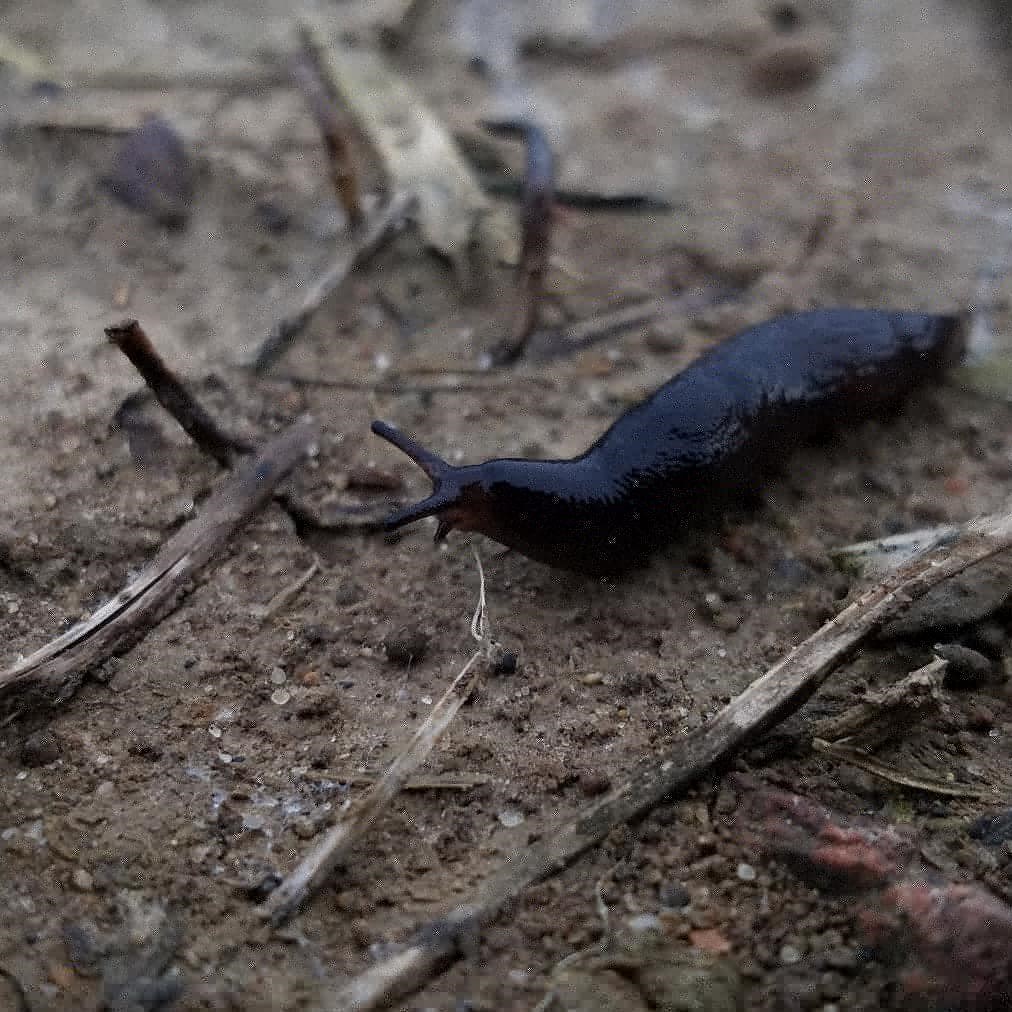 how to keep slugs off strawberries