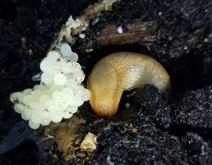 Fig. 3b. Dusky slug, Arion subfuscus, producing an egg mass (photo K. Brichler)