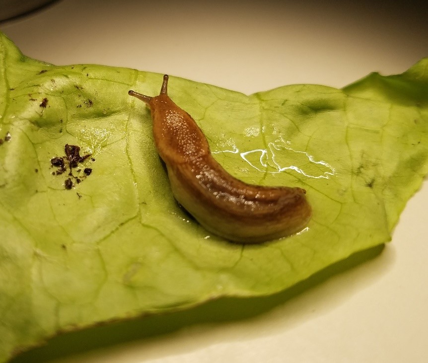 Fig. 1.  Dusky slug, Arion subfuscus – note the saddle-like mantle (photo K. Brichler)