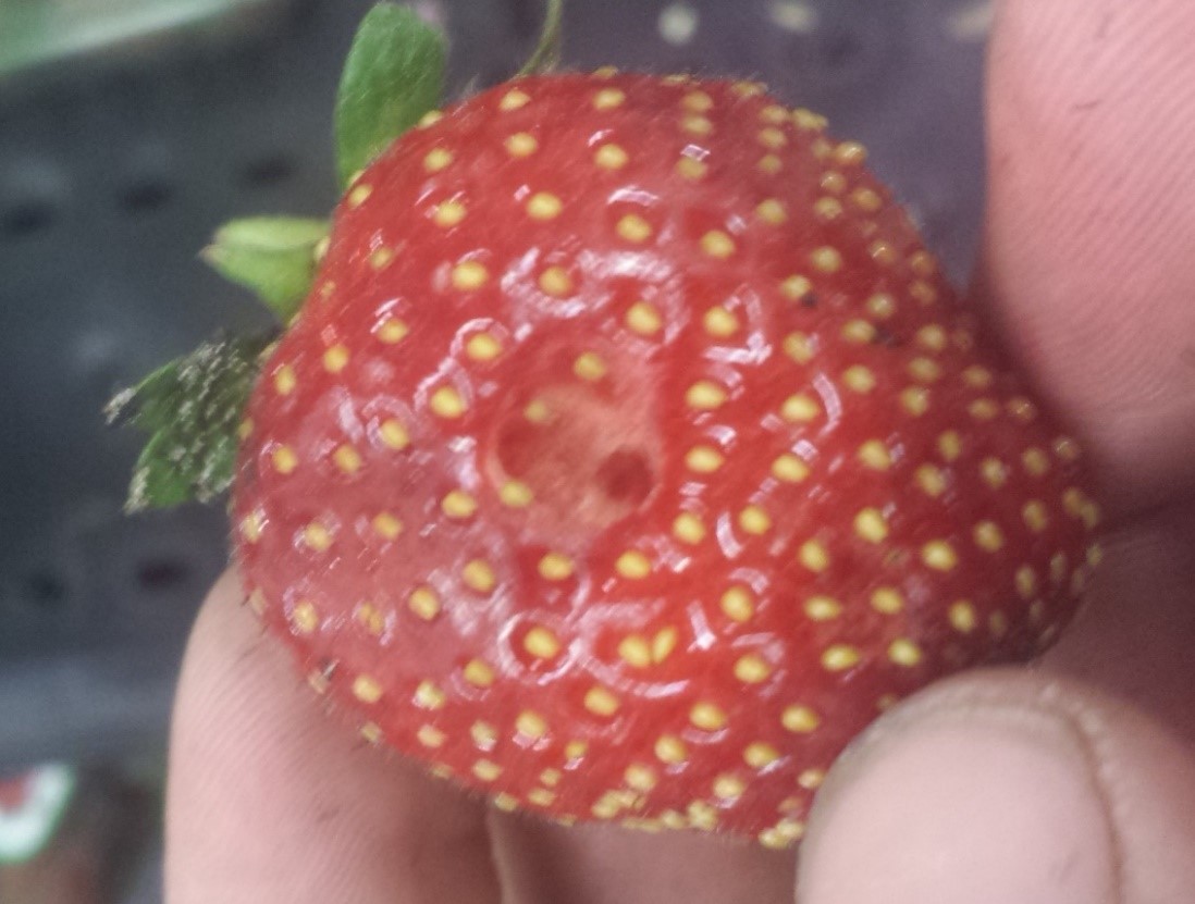 Strawberry sap beetle, a strawberry pest approaching harvest Southern