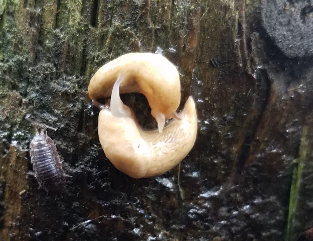 Fig. 2.  A pair of hermaphroditic grey garden slugs, Deroceras reticulatum, mating.  This orientation allows the reproductive openings of each partner to meet. Simultaneous reciprocal mating is common (photo K. Brichler)