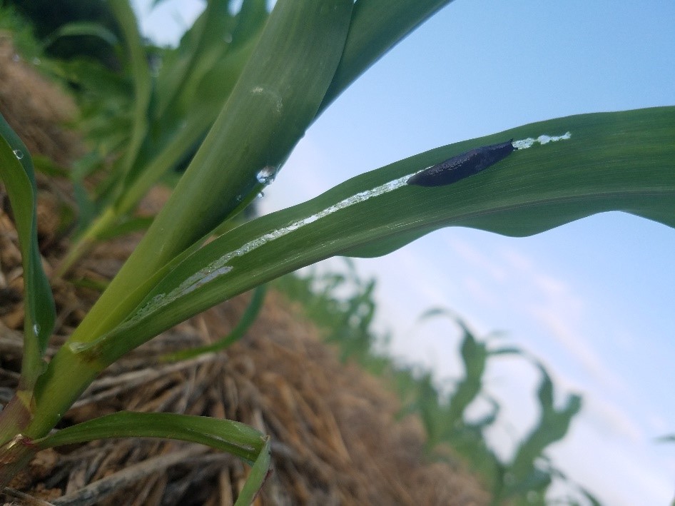 Fig. 5.  “Window-pane” type of injury on corn leaves produced by the rasping radula of a slug caught in the act (photo K. Brichler).