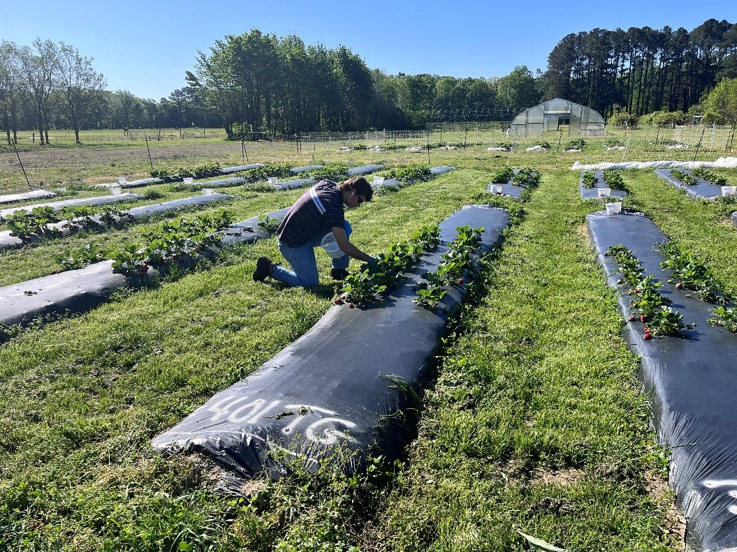 Biostimulant beds during harvest season