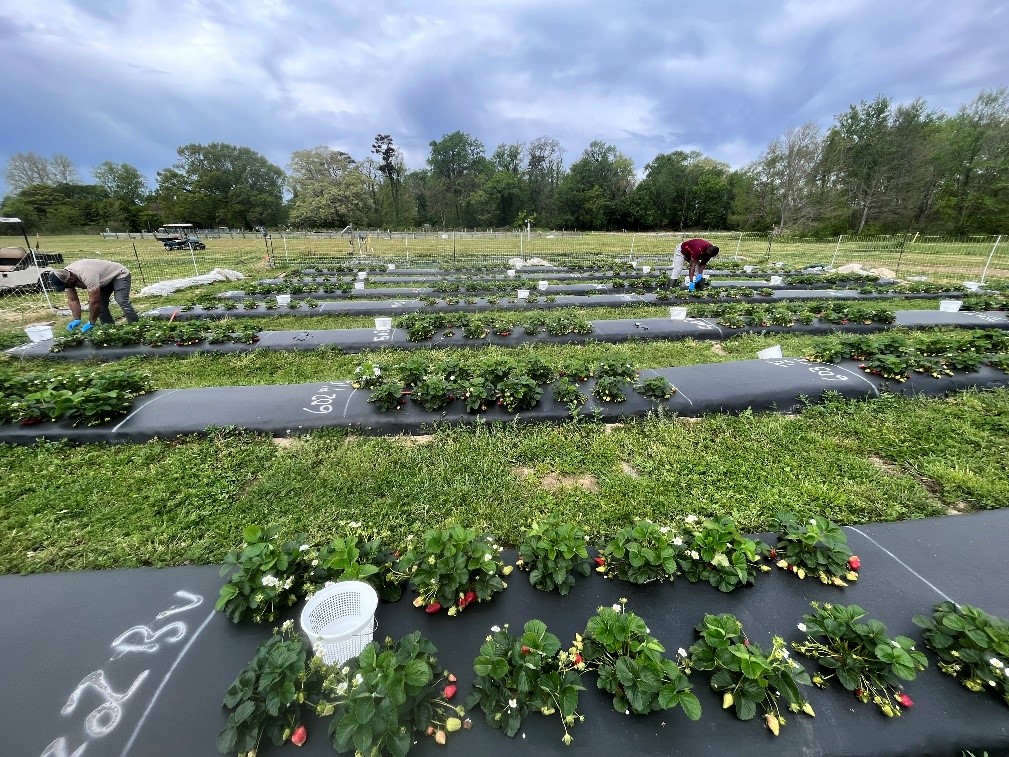 Photo 1. Set up of the experimental trial at the Hampton Roads AREC, Virginia Beach. Each plot was a section of the bed comprised of 14 strawberry plants.