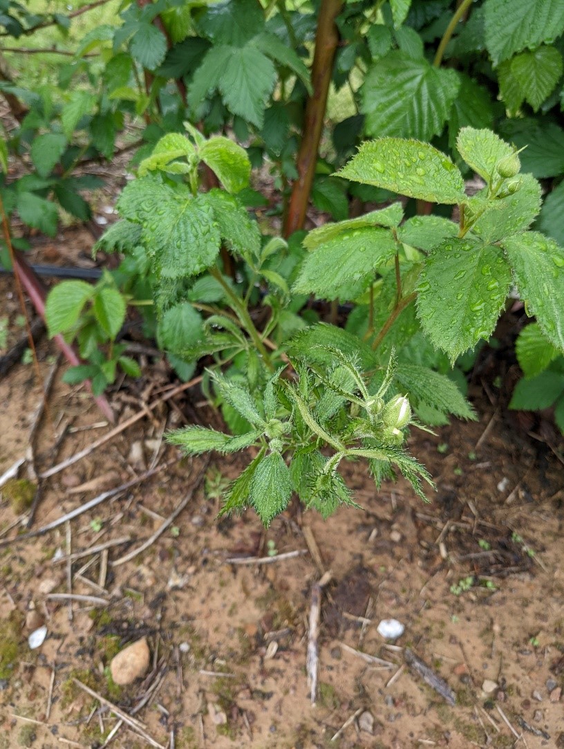 Testing “New” Herbicides in Blackberry Production Southern Region