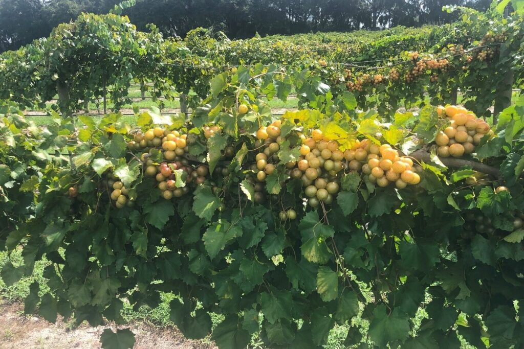 Curated visual reference: Fresh Look at Freeze Dried Muscadine Grapes A Healthy Snack