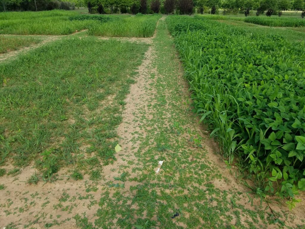 Fall ground (left) versus mixed summer cover crop stand of pearl millet and cowpea (right) in Arkansas.
