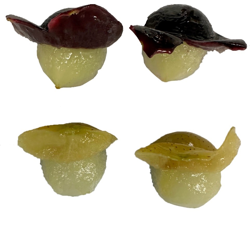 Semi-peeled black and bronze muscadine grape berries, showing the thick peel.