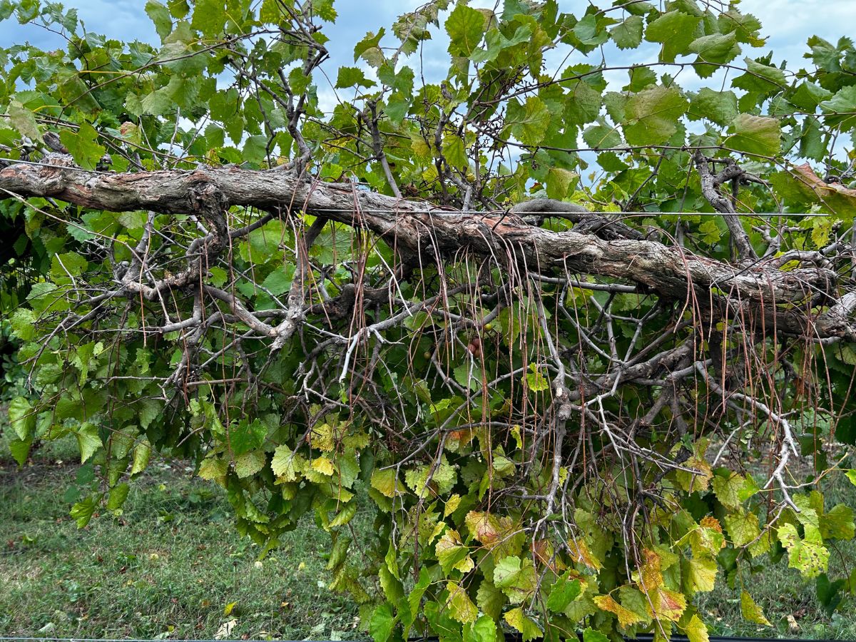 Arkansas muscadine aerial roots